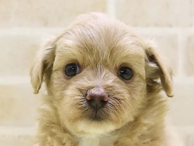 埼玉県のハーフ犬・ミックス犬 (ペッツワン蓮田店/2025年4月7日生まれ/男の子/クリーム)の子犬